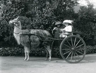 Tre besökare, varav två unga flickor, åker i en vagn som dras av en lama, London Zoo, ca 1912.